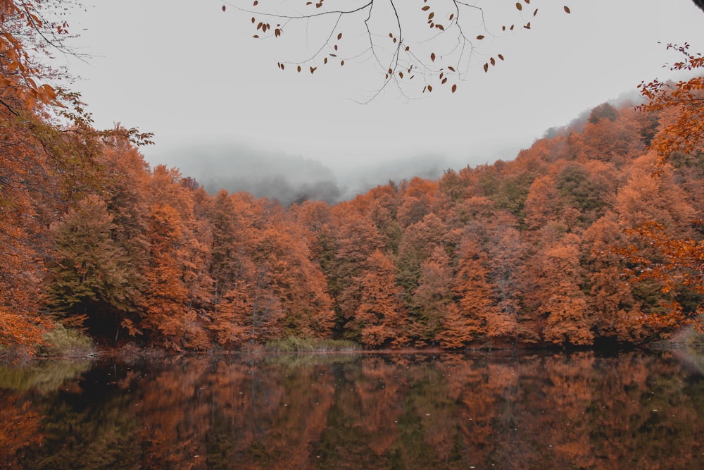 um lago cercado por árvores