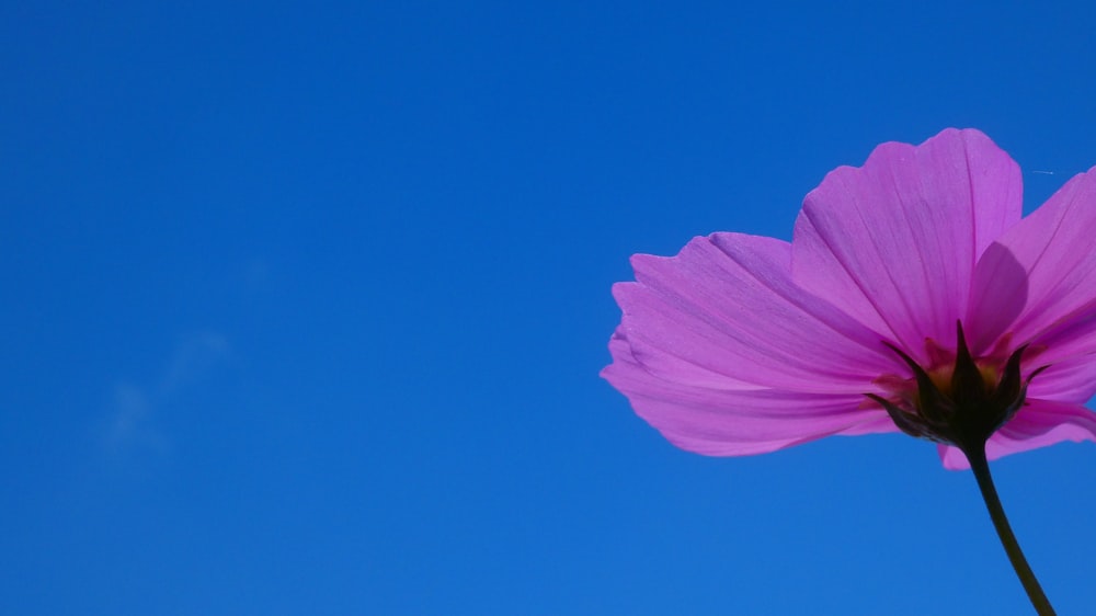 a close up of a flower