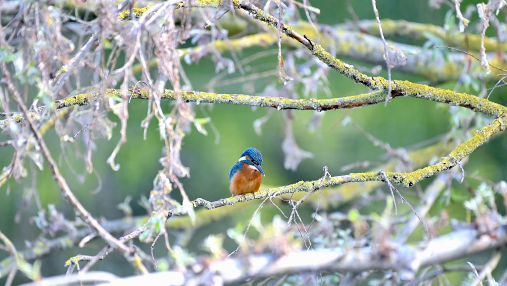 a bird sits on a branch