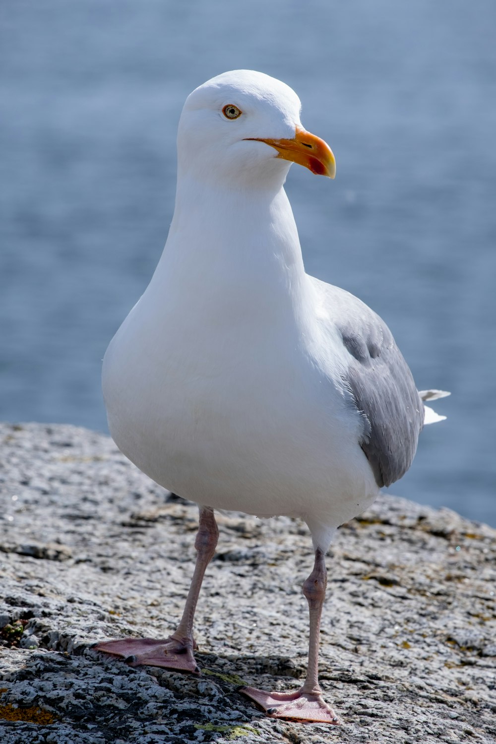 a seagull standing on a beach