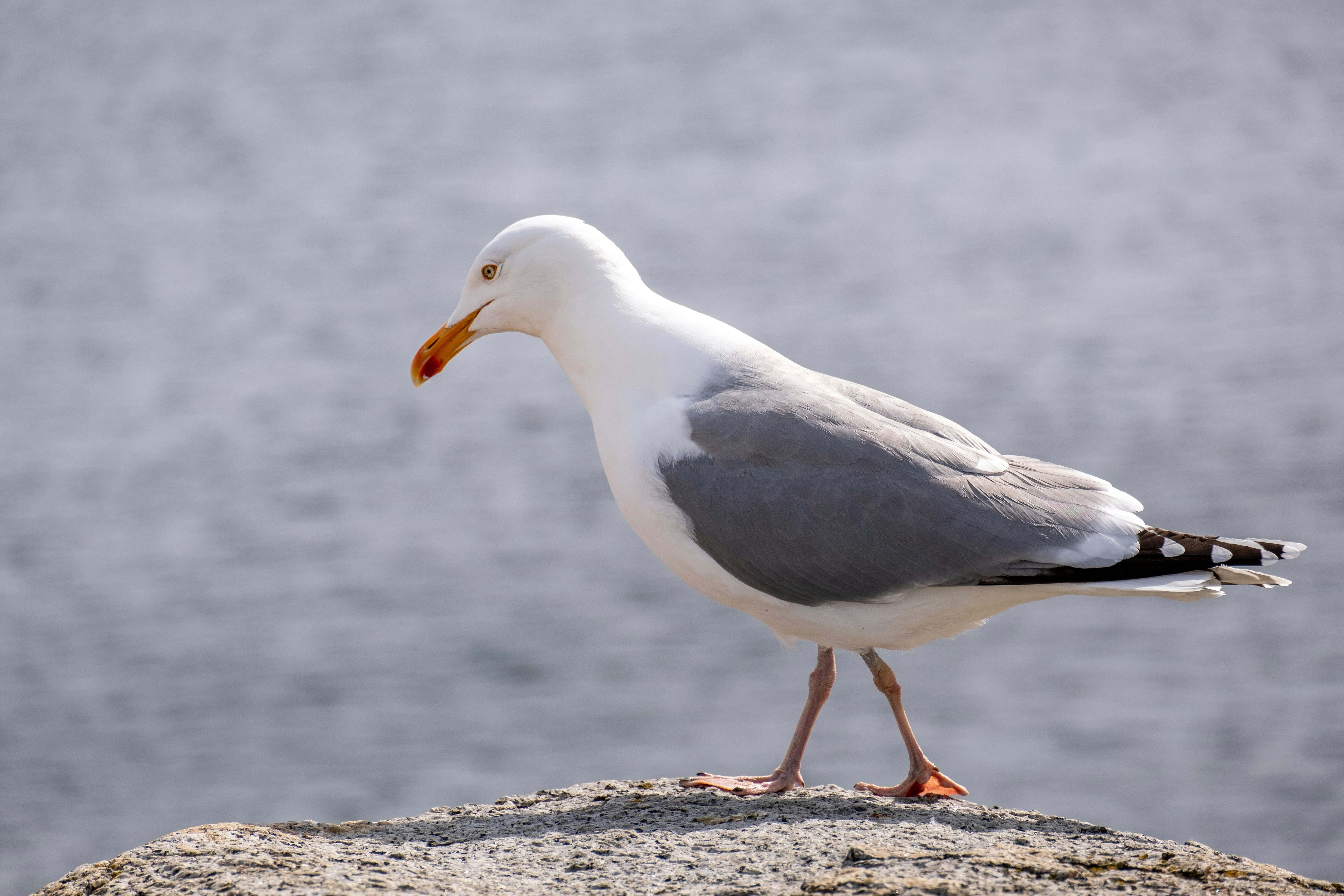 Photo by davotibarna