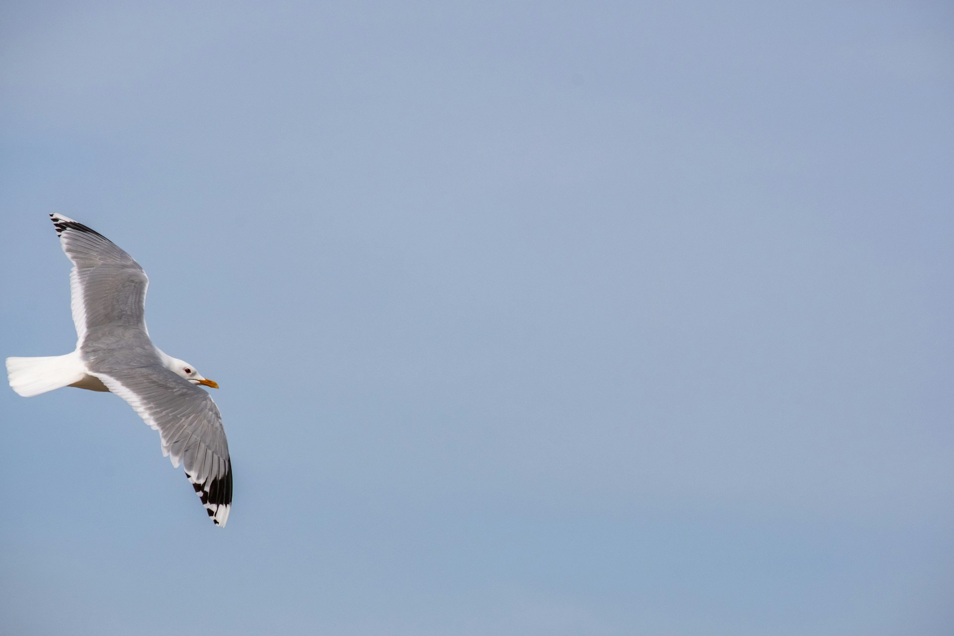 a bird flying in the sky