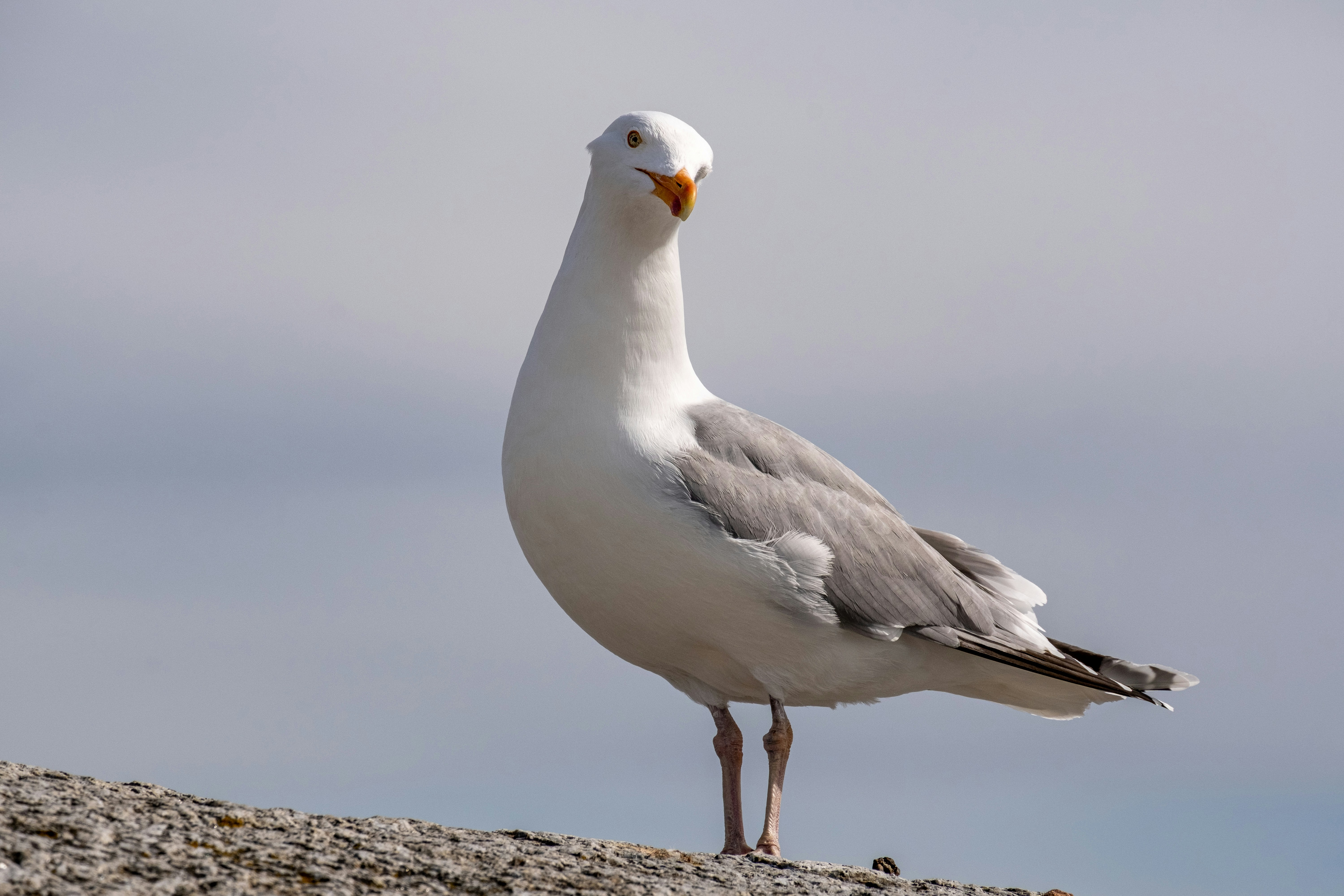 Photo by davotibarna