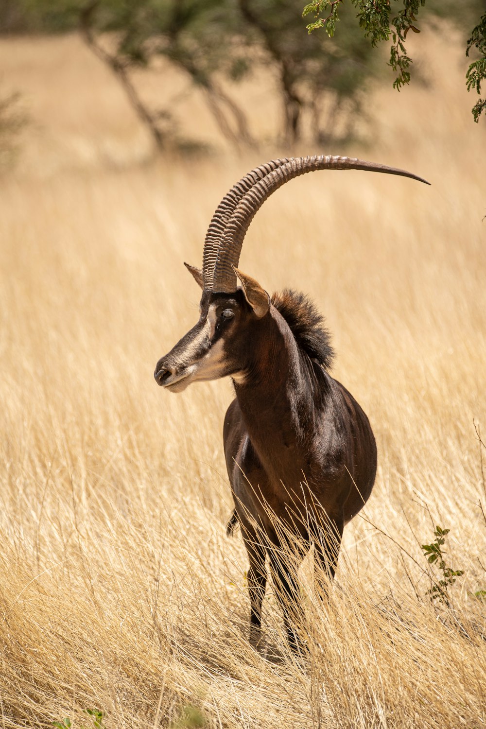 a horned animal standing in a field