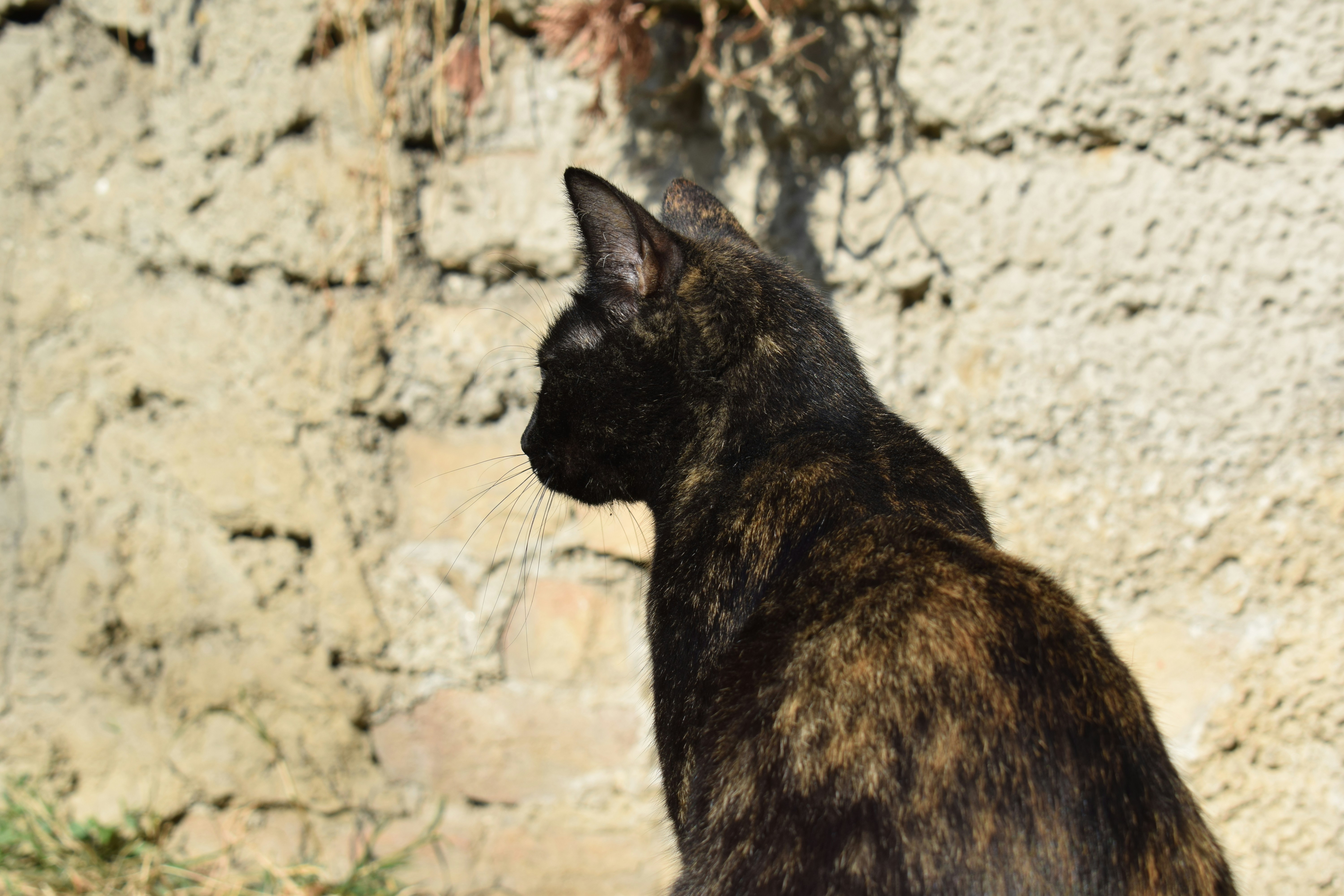 Guardians of Tradition (image credits: unsplash)