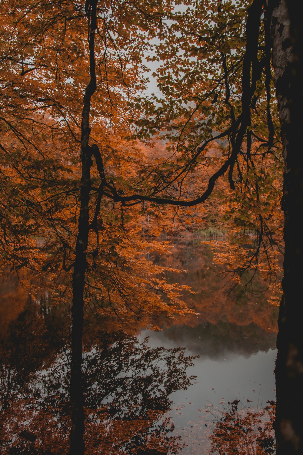 uma floresta com folhas laranja e amarela