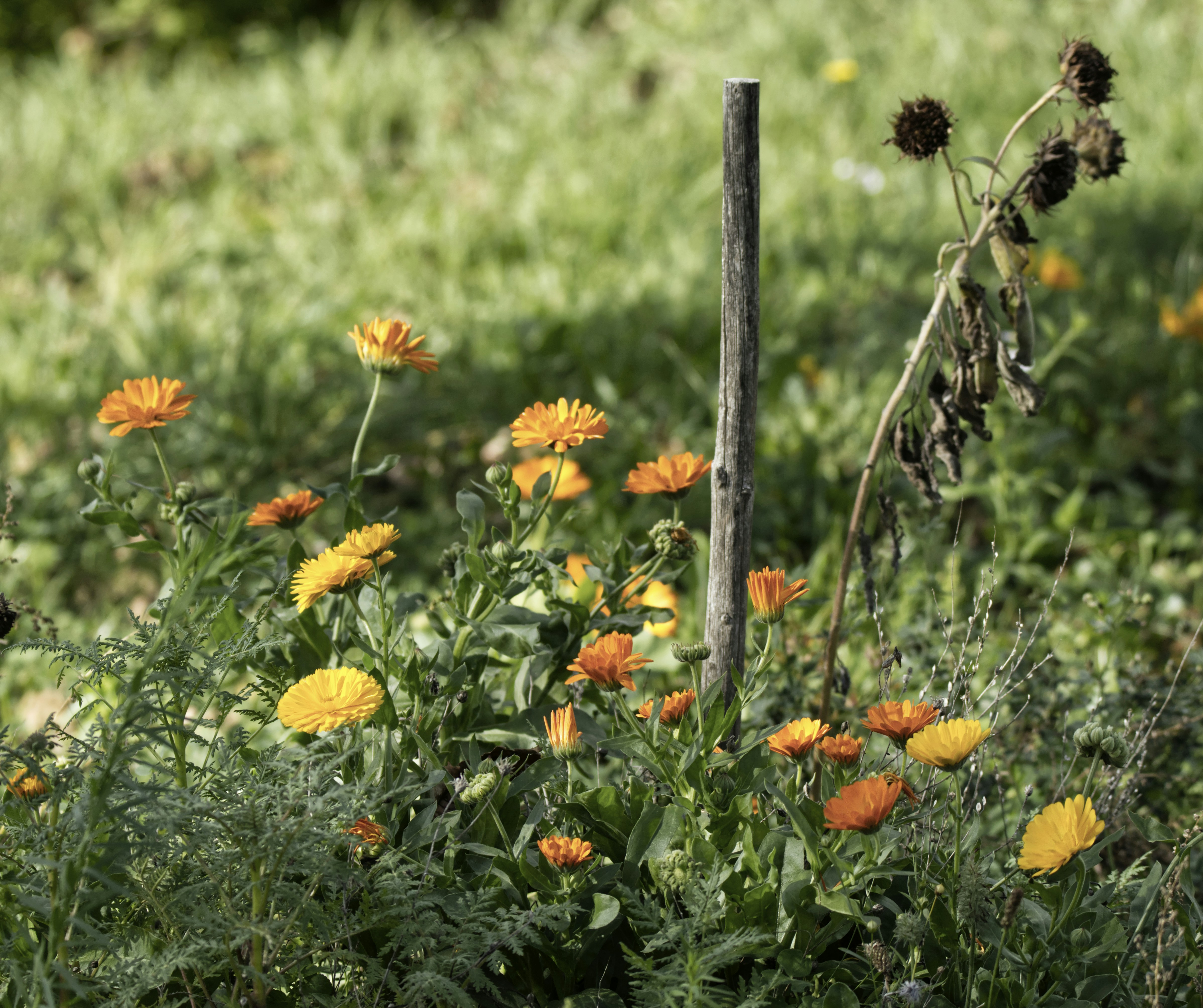 a field of yellow flowers