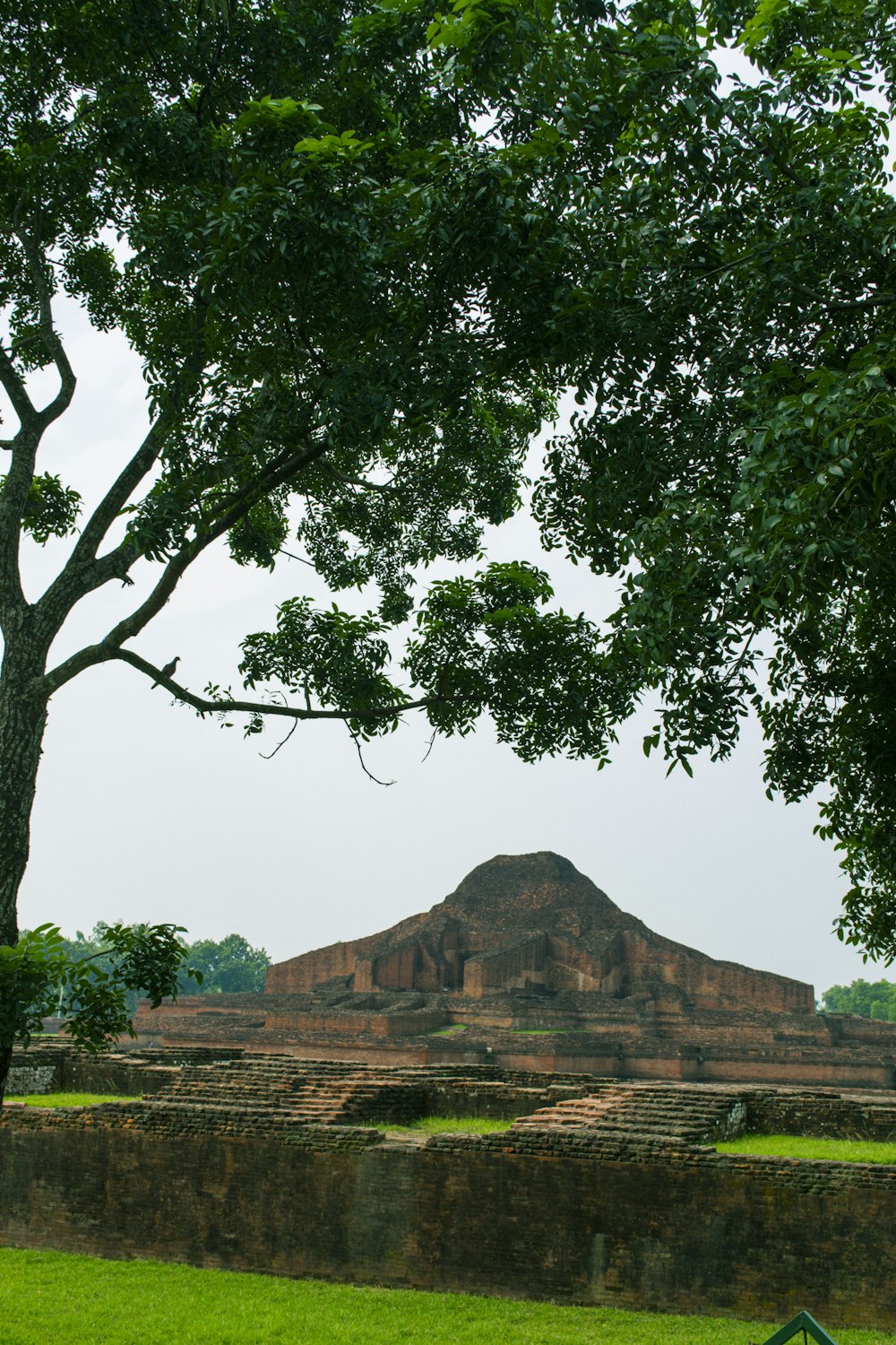 a tree in front of a stone wall and a large pyramid