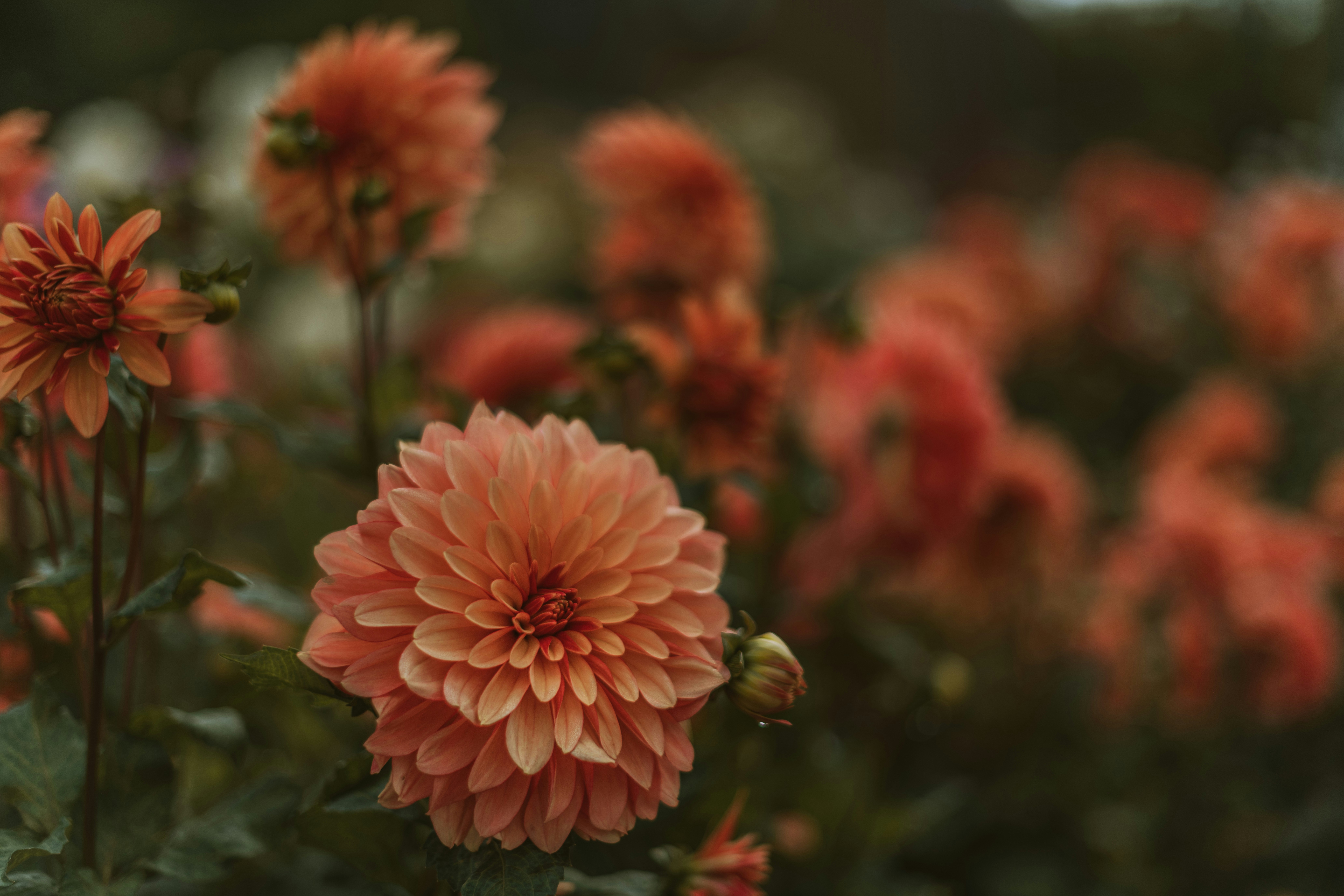 Photo by anitaaustvika