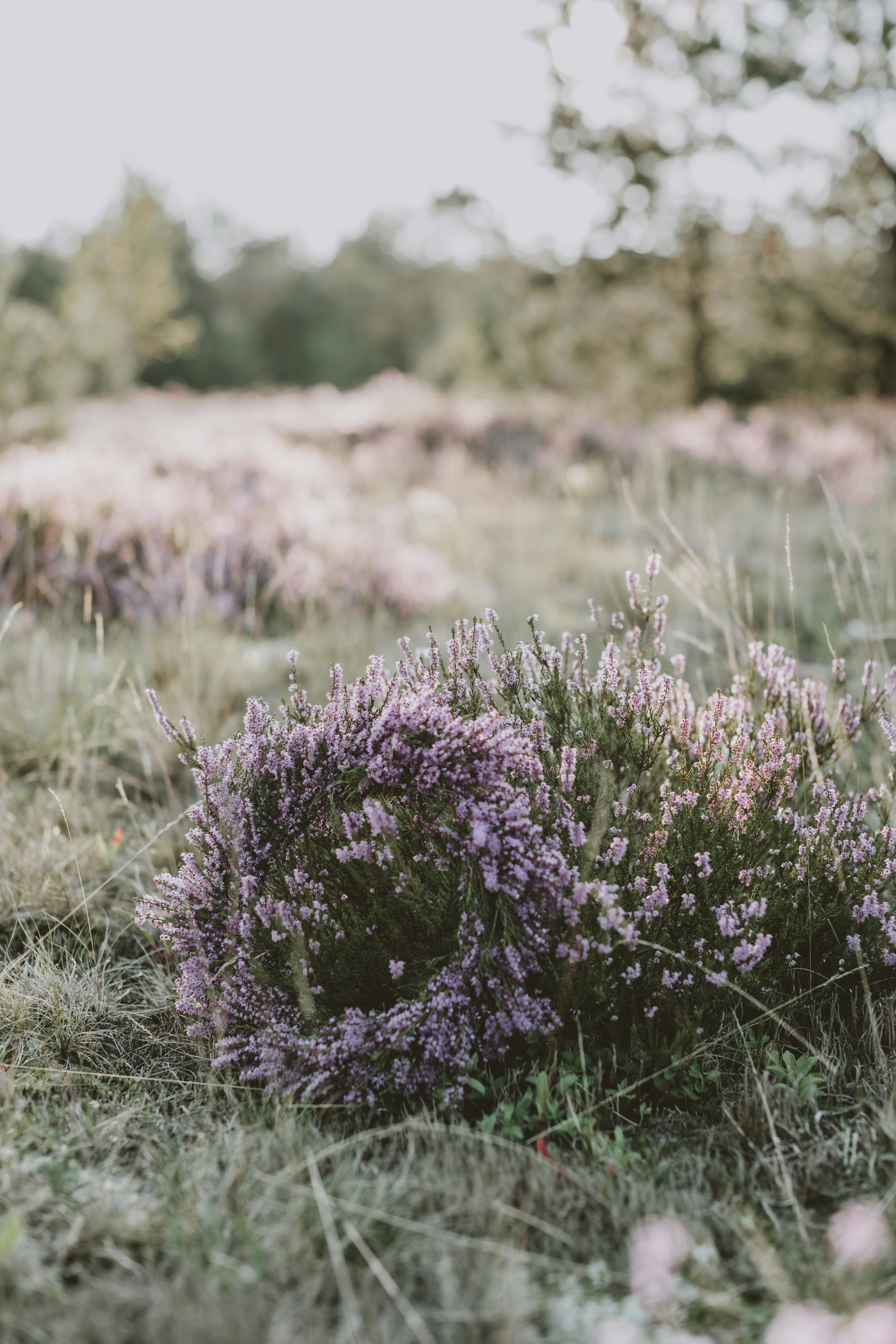 Photo by anitaaustvika