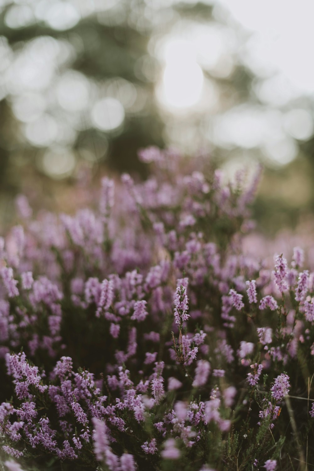 a close up of purple flowers