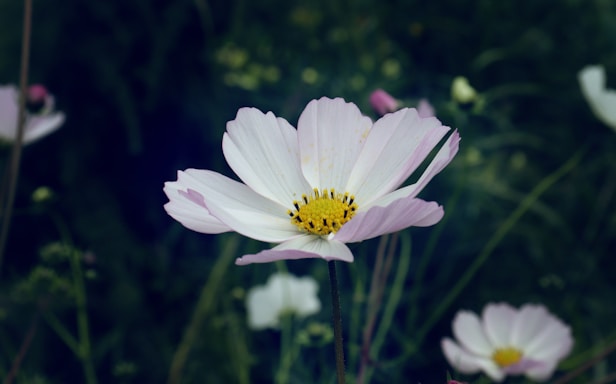 a close up of a flower