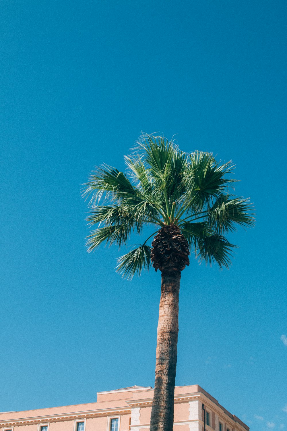 a palm tree in front of a building