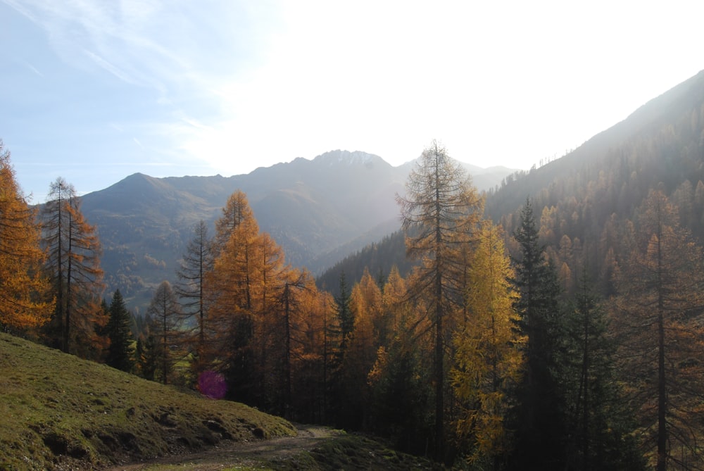 a group of trees on a hill