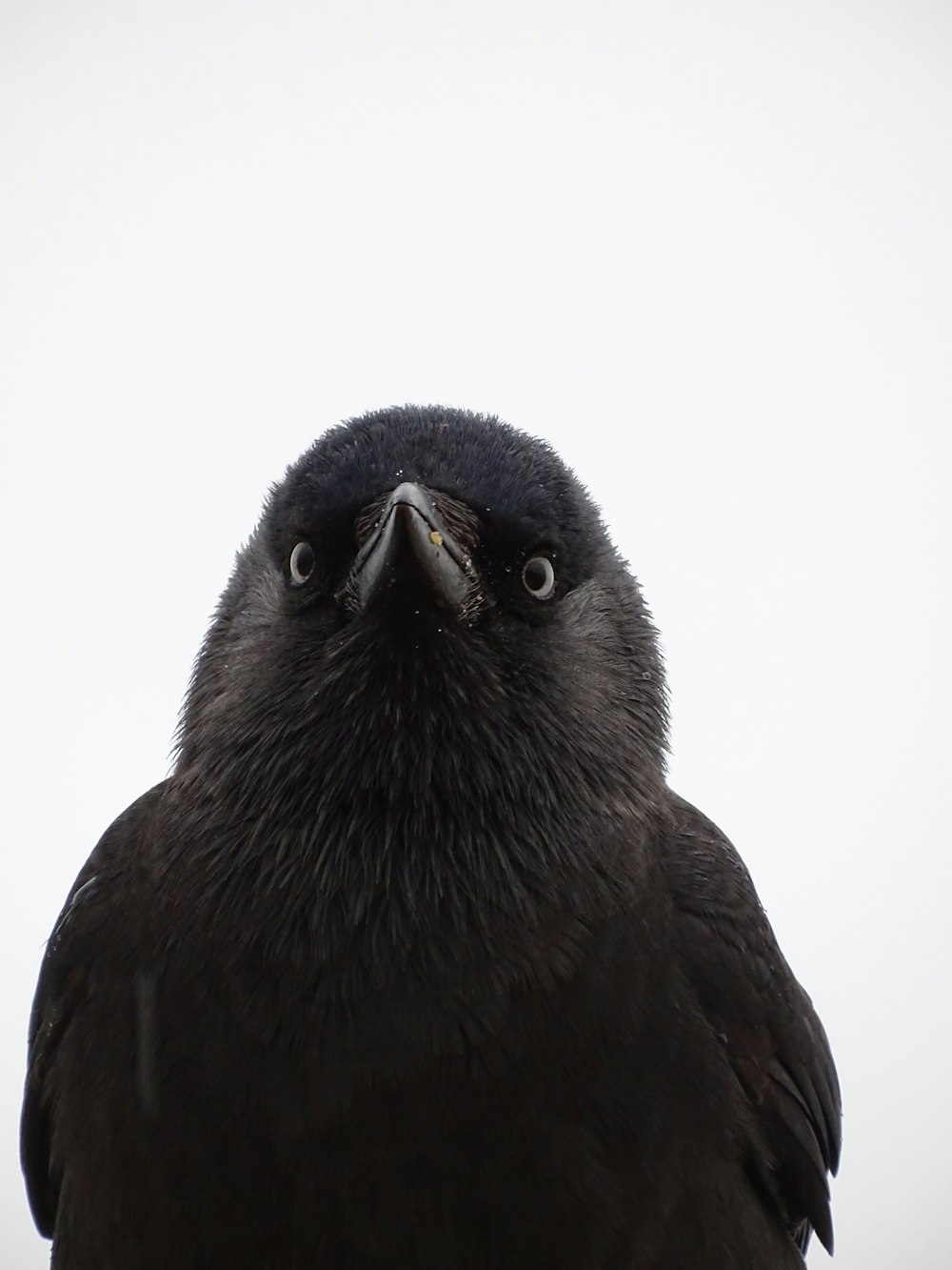 Ein schwarzer Vogel mit weißem Hintergrund