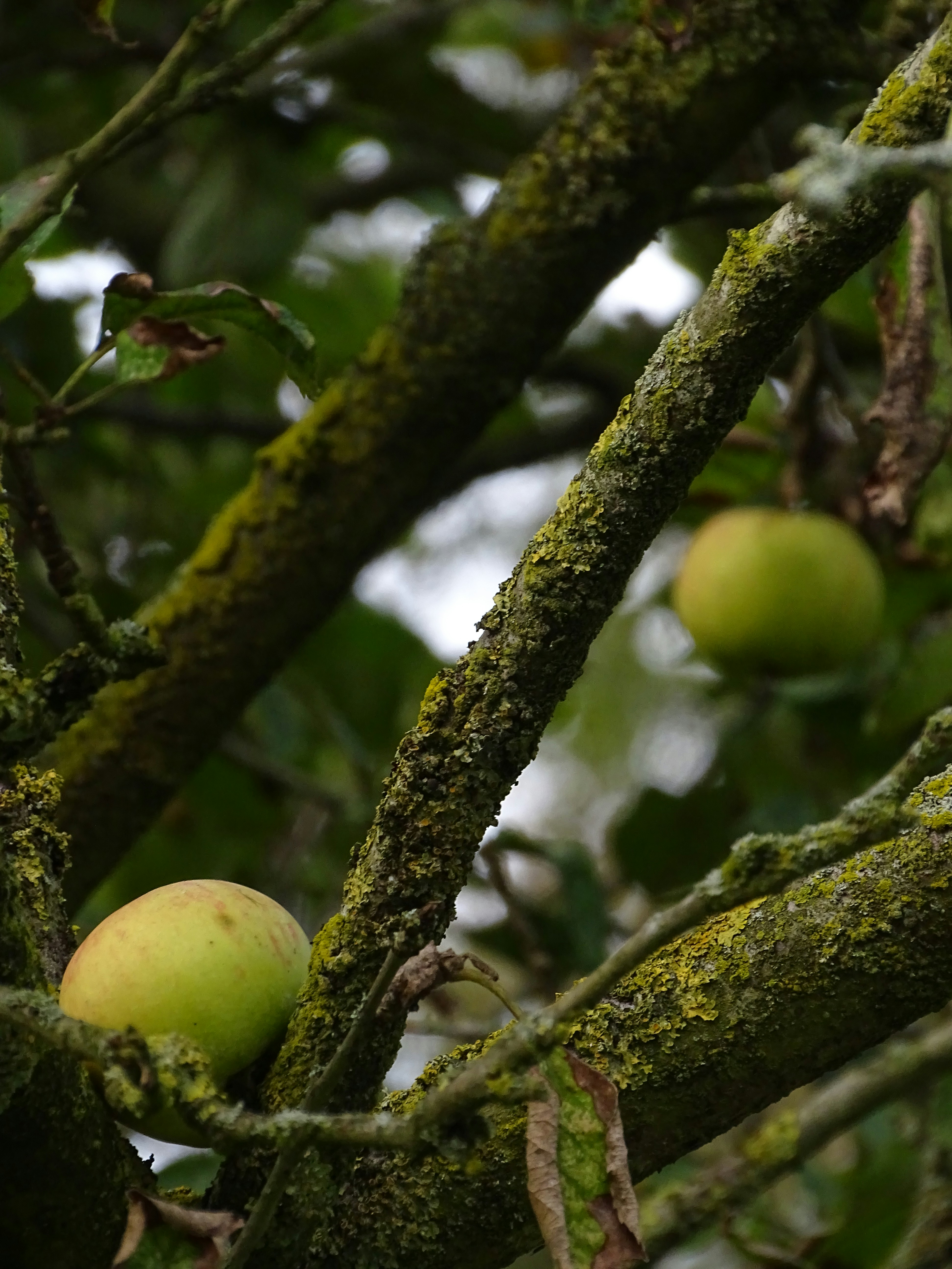 Pommes bio fraîches