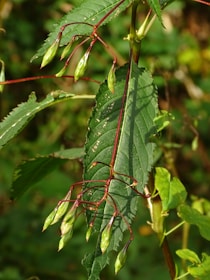 A close-up of a vibrant herbal plant used in wellness.
