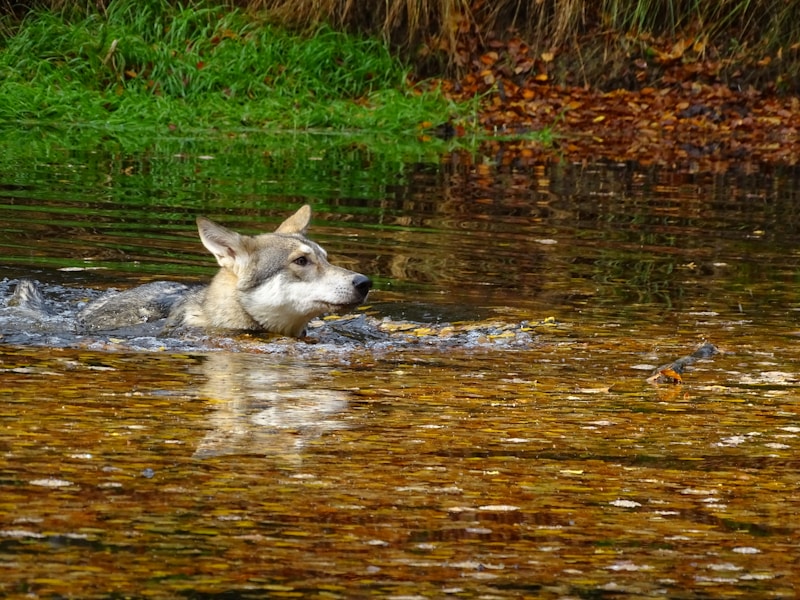 Teaching Your Dog to Swim: A Safe Step-by-Step Guide