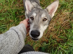 a person holding a dog