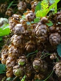Clusters of mature hop cones with a brownish hue hang from green vines, surrounded by lush, vibrant green leaves. The cones have a papery texture and are densely packed together.