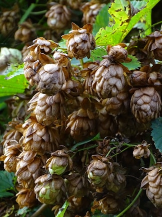 Clusters of mature hop cones with a brownish hue hang from green vines, surrounded by lush, vibrant green leaves. The cones have a papery texture and are densely packed together.
