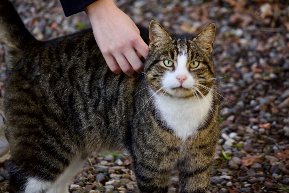 a person petting a cat