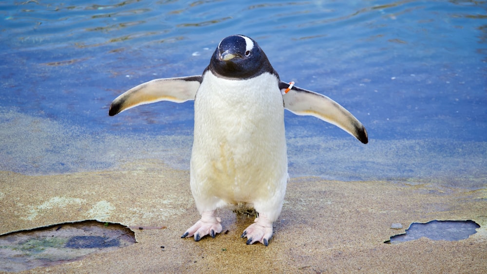 a penguin standing on a rock