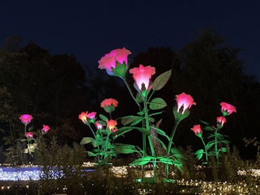 Several large, illuminated flower sculptures stand in an outdoor setting during nighttime. The flowers emit a bright pink glow with green stems and leaves, creating a vibrant display against the dark sky. Surrounding the flowers are various plants and a low-lit area with small lights, enhancing the enchanting atmosphere.