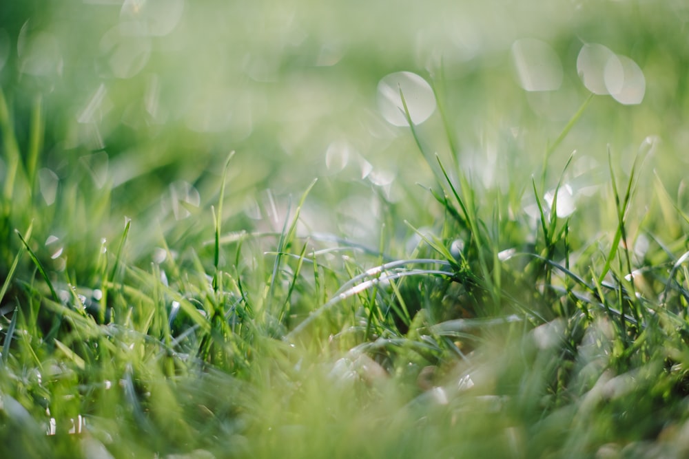 a close up of grass