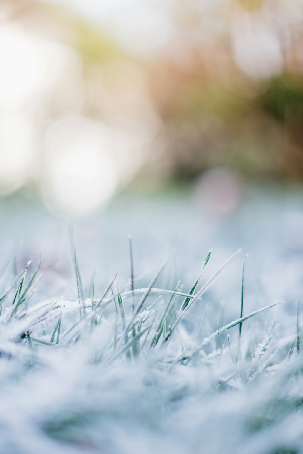 close up of grass