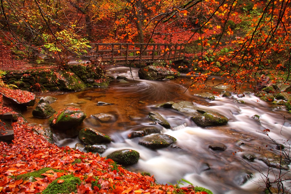 a river with rocks and trees around it