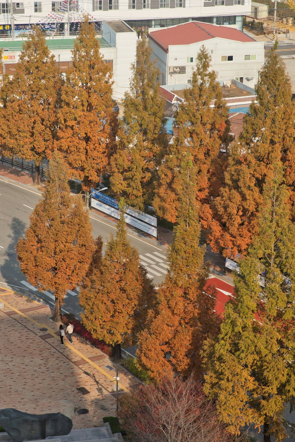 a group of trees with orange leaves