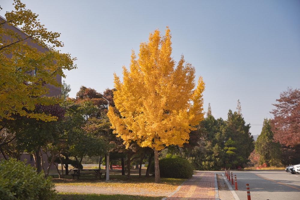 un árbol con hojas amarillas