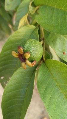 A small, unripe green fruit is attached to a plant, surrounded by large, glossy green leaves. The leaves have a smooth texture and prominent veins, creating a natural and vibrant look. The fruit is slightly textured, and there are small, brownish-red growths at its base.