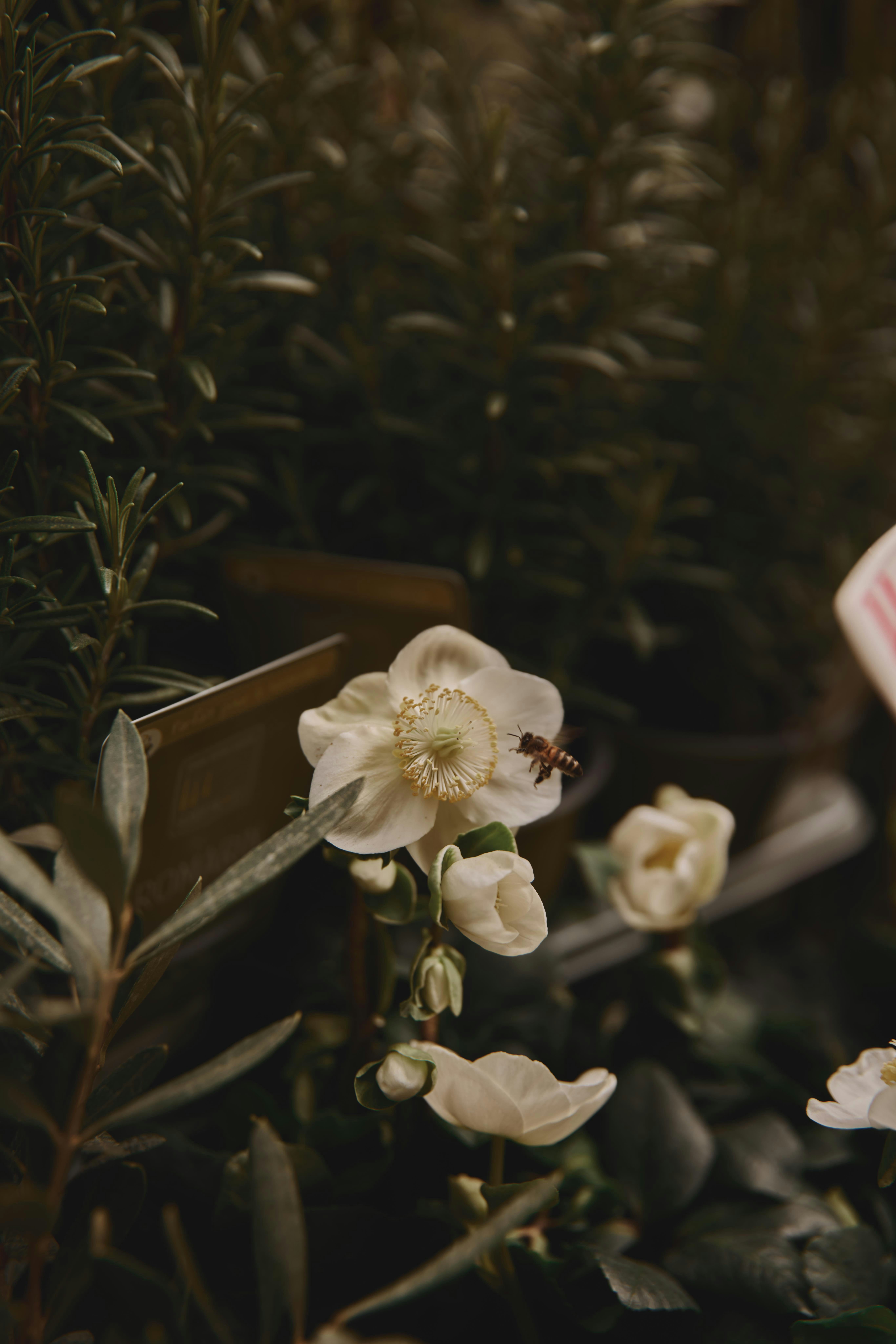 a close up of a flower