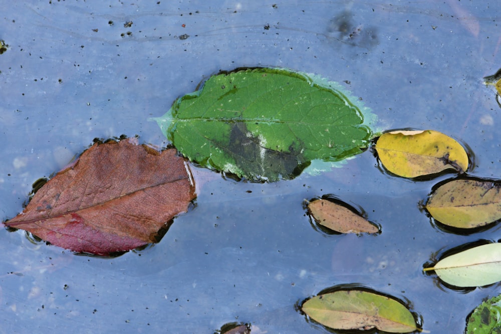 a group of leaves on a surface