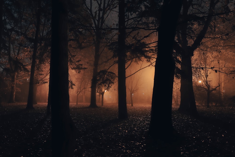 a foggy forest at night