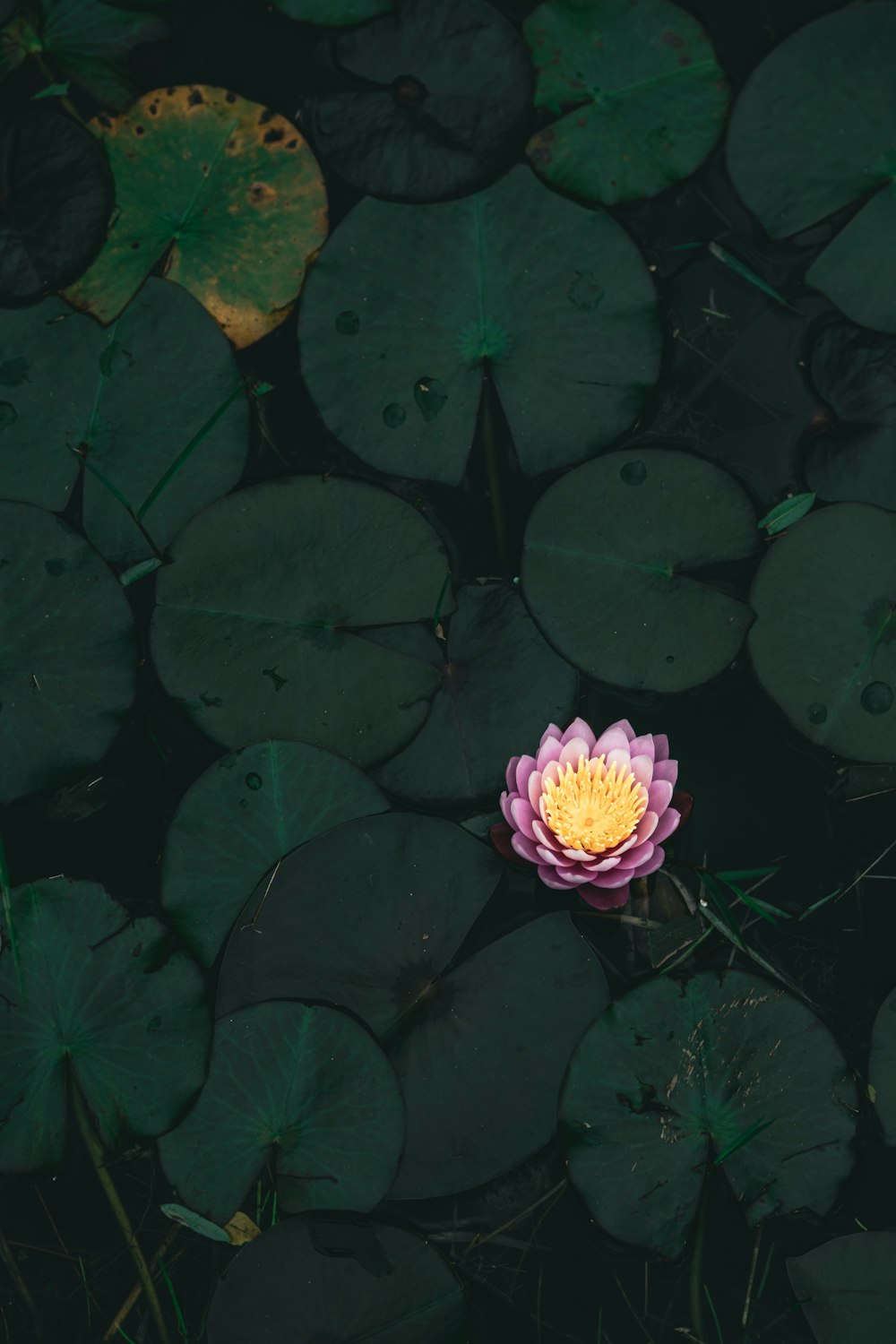 a flower surrounded by water