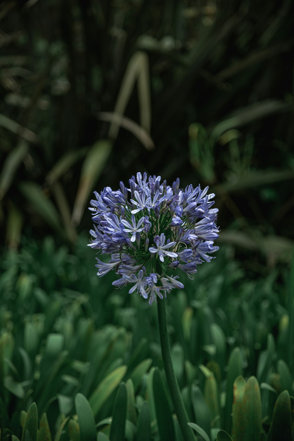 a close up of a flower