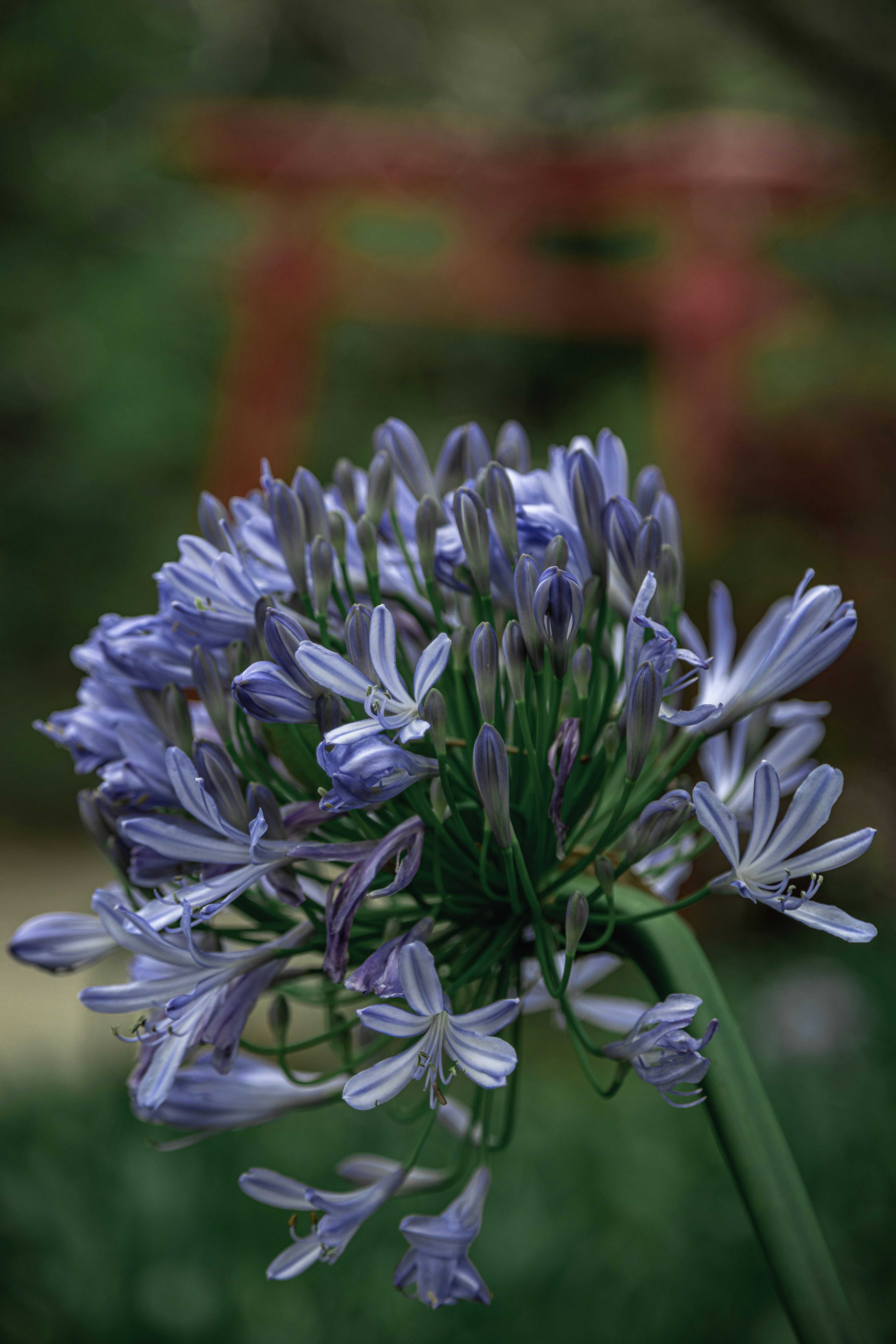 Photo by gabrieluizramos