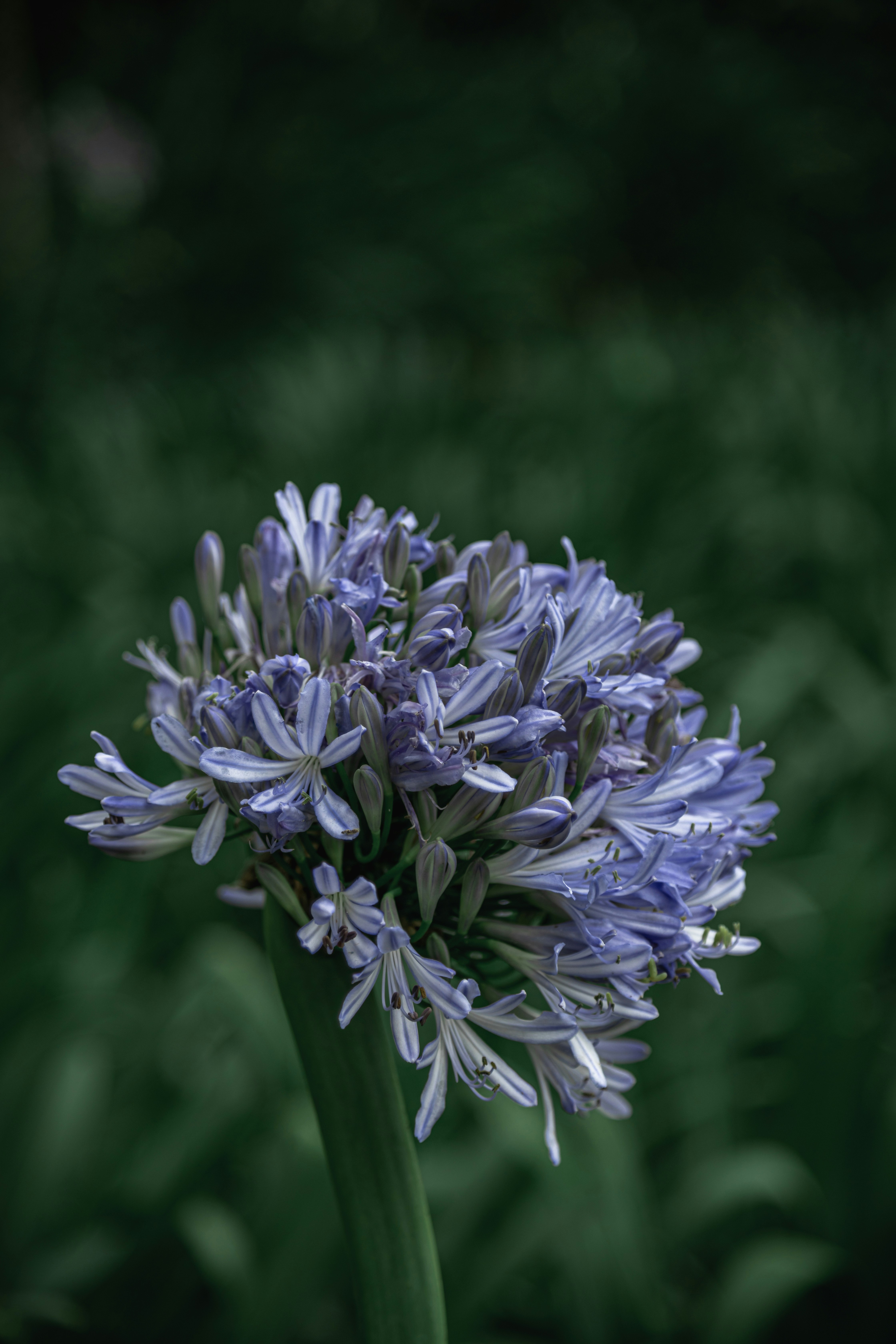 Photo by gabrieluizramos