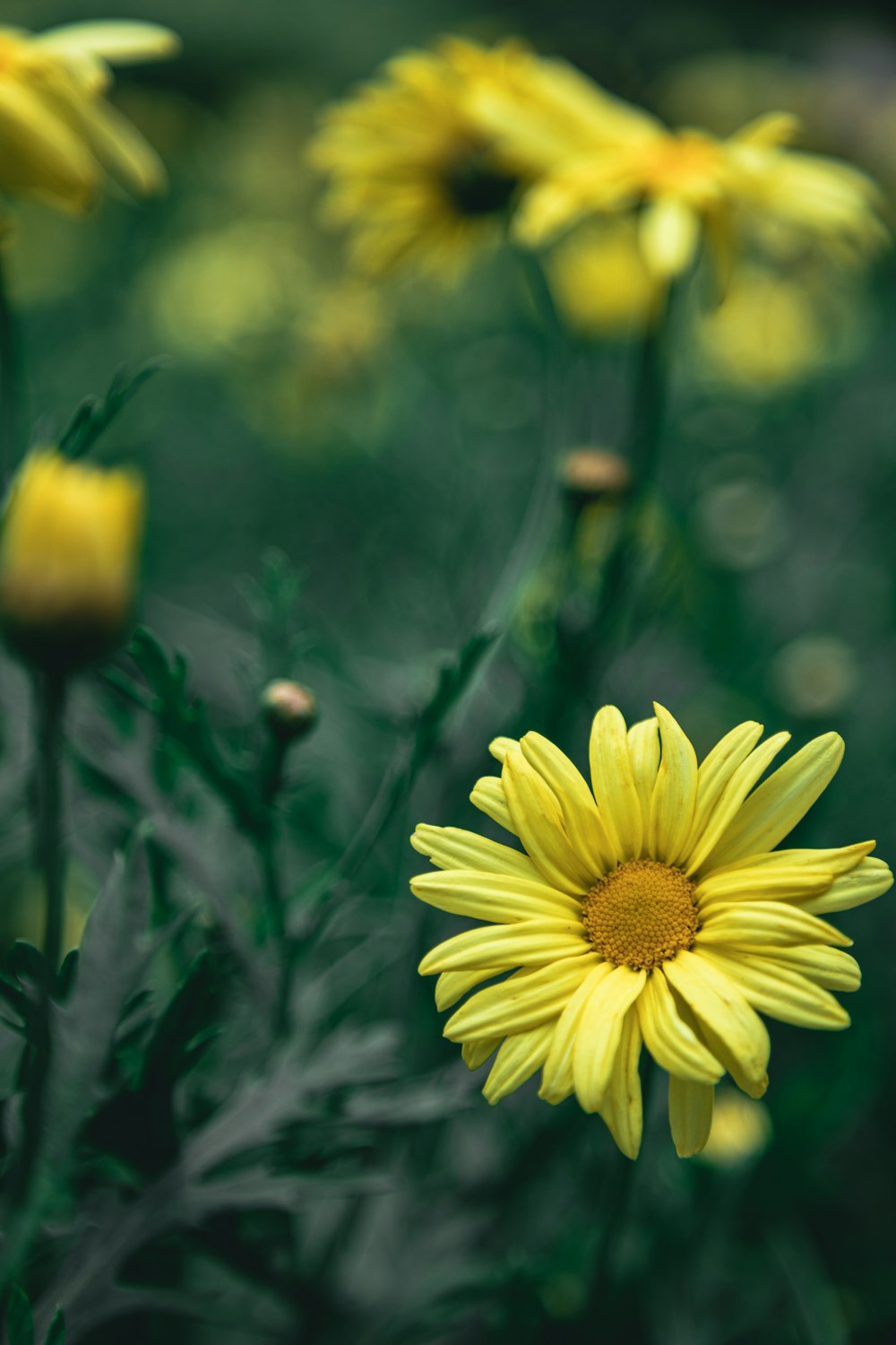 a group of yellow flowers