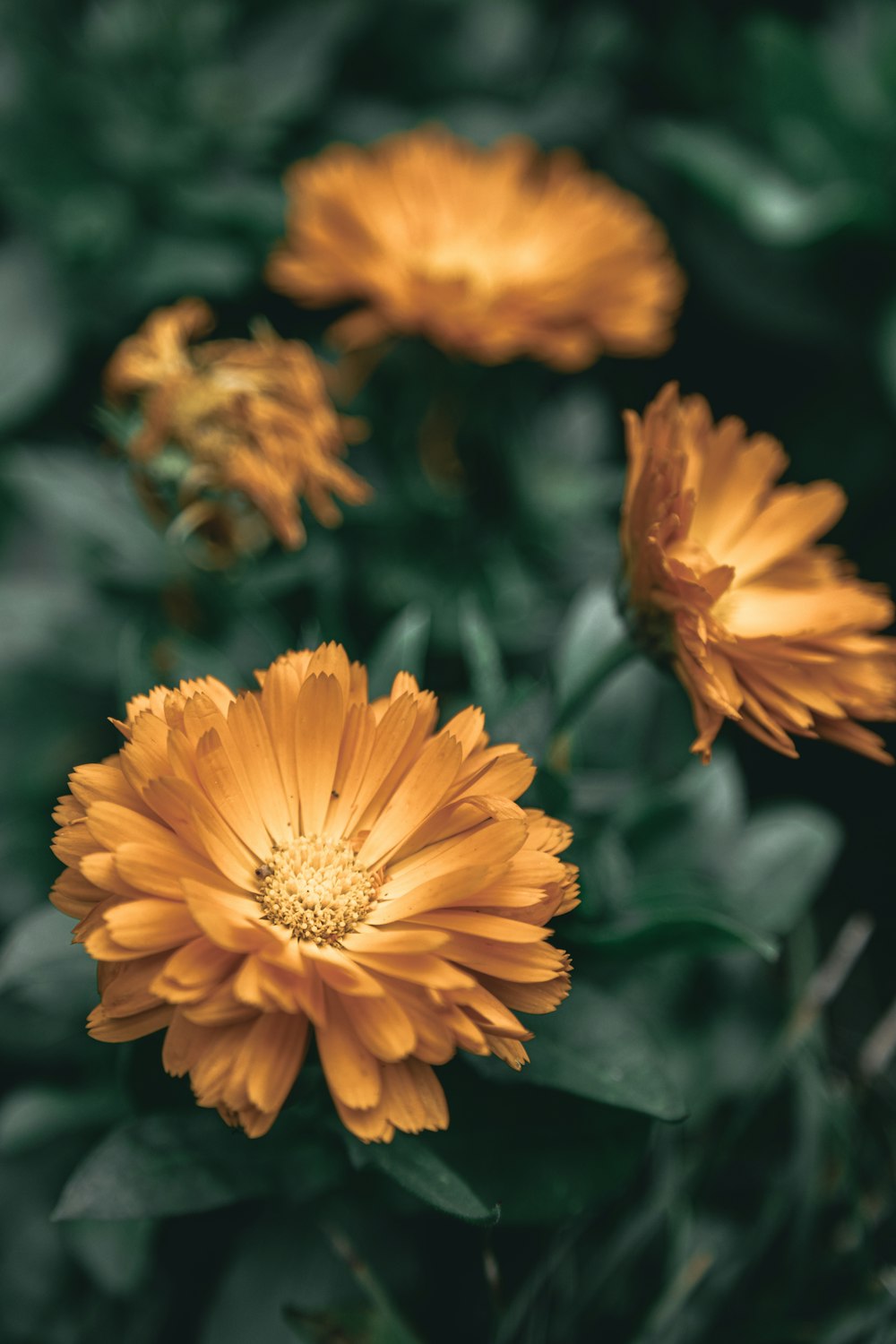 a group of yellow flowers