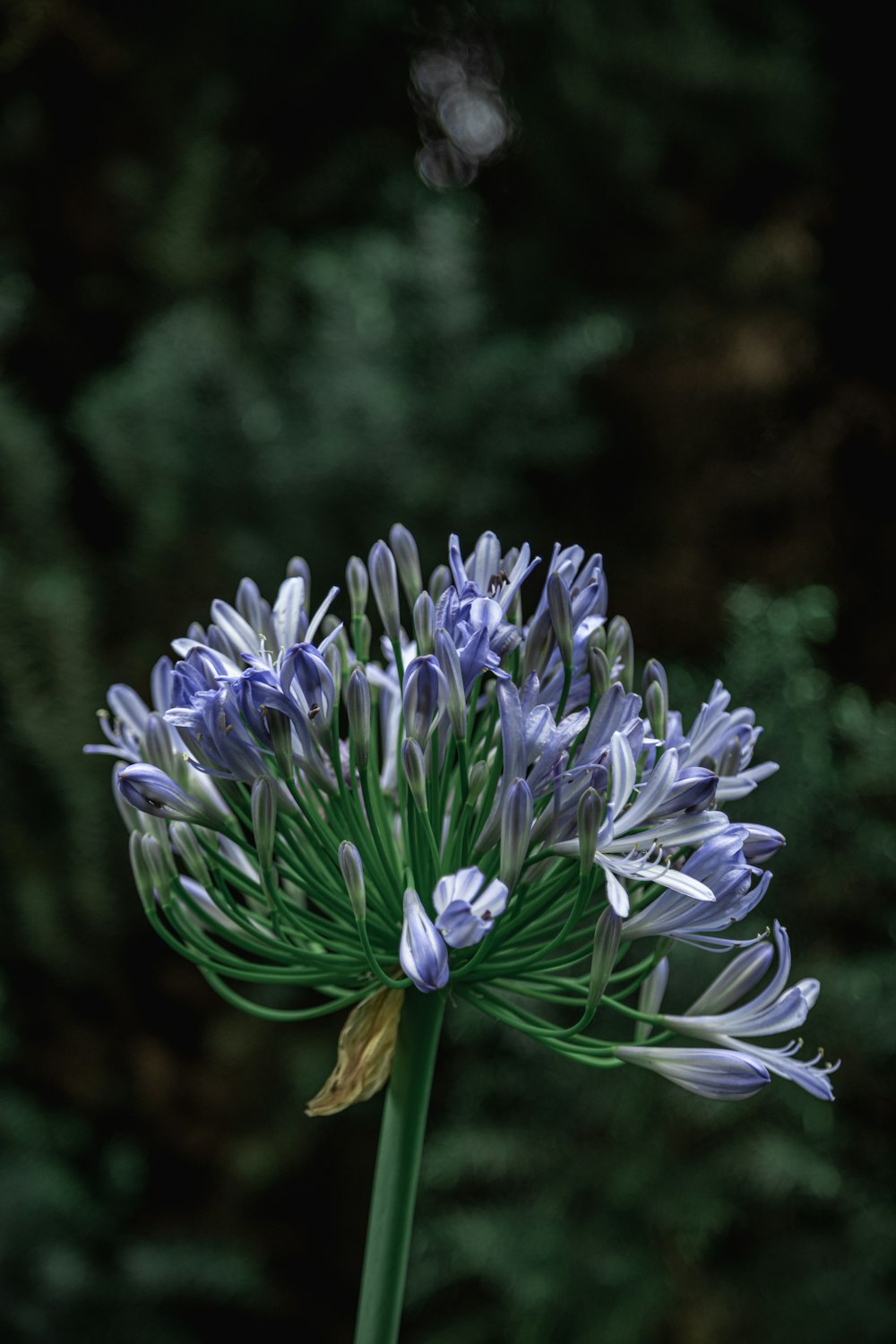 a close up of a flower