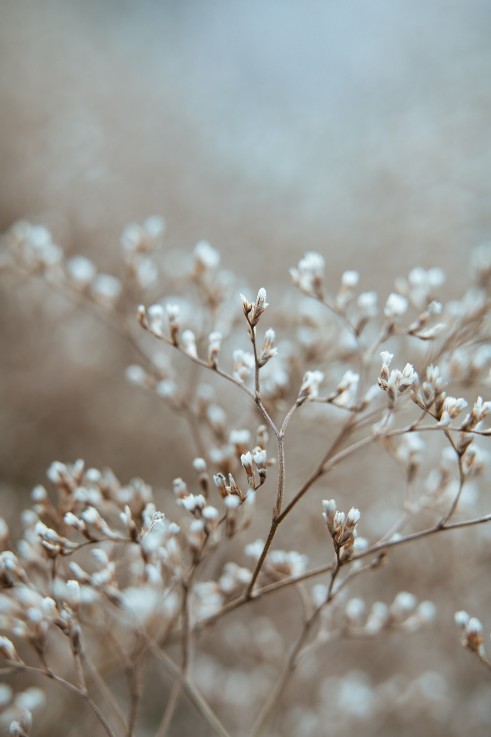 a close up of a plant