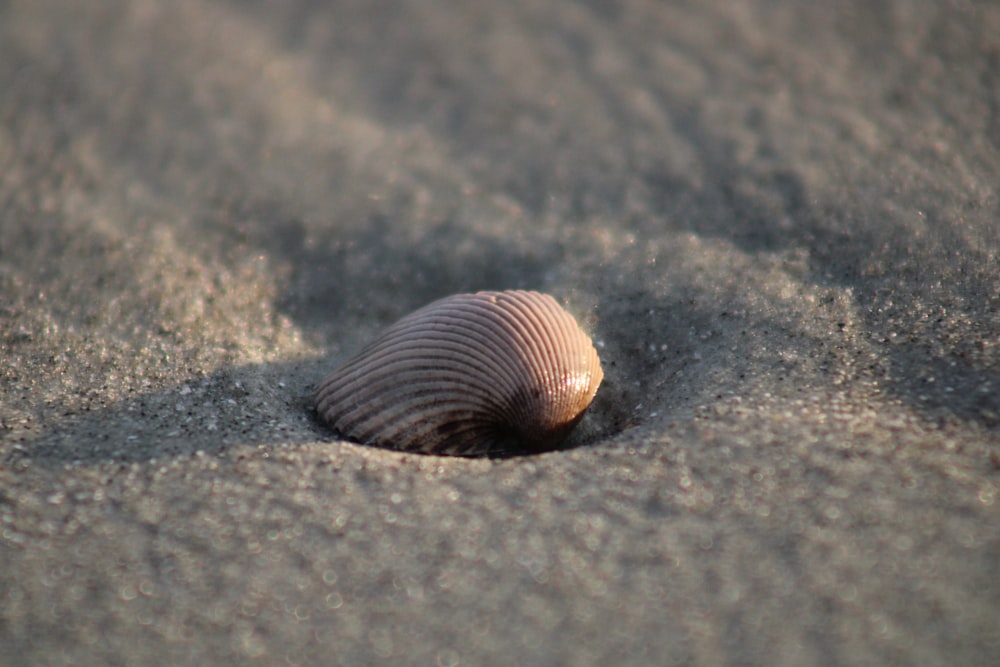 a seashell on sand