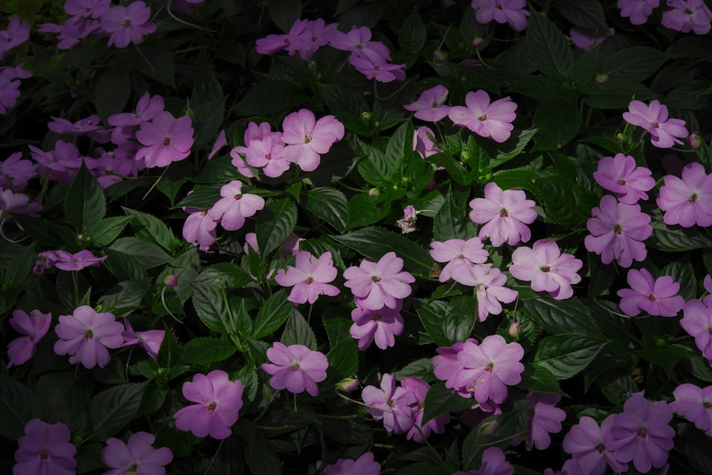 a group of purple flowers