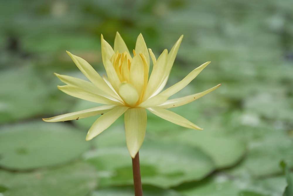 a yellow flower with green leaves