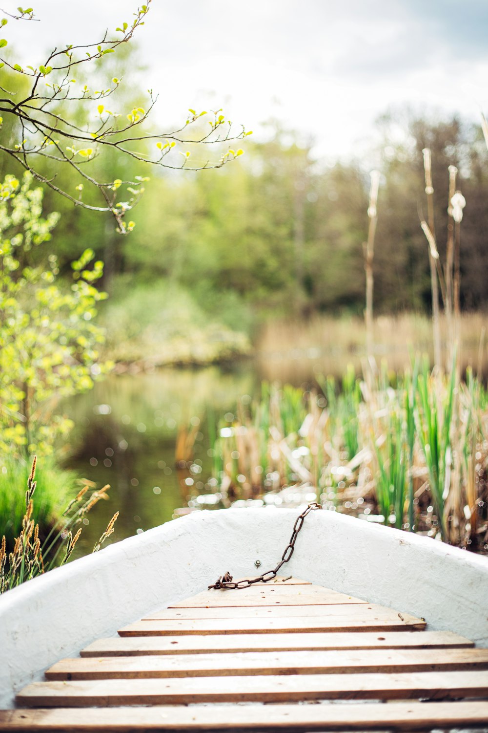 a lizard on a wooden surface