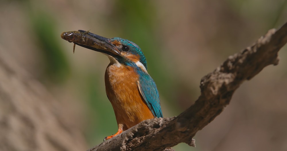 a bird on a branch